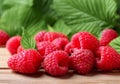Close up red raspberries